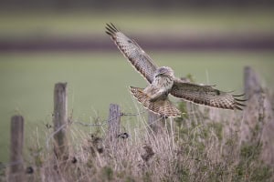 Common Buzzard Landing