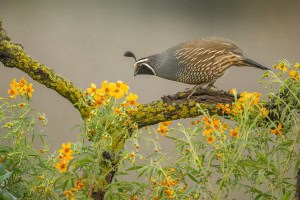 California Quail on African Marigold