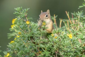 Chipmunk