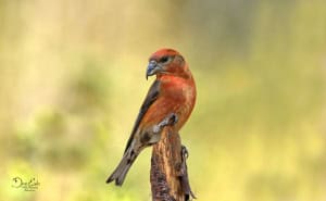 Crossbillls