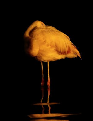 Flamingo