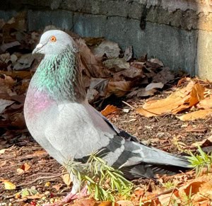 Proud Pidge 