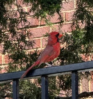 Cardinal Rules 