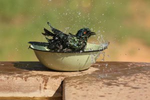 Starling Bathing