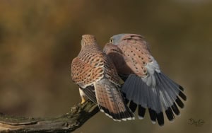 Kestrels