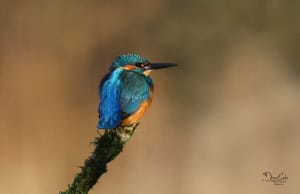 Kingfisher