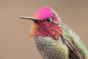 Male Anna’s Hummingbird