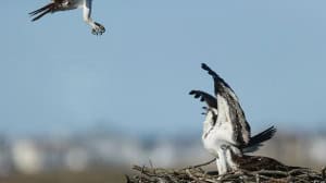 Defending the Nest