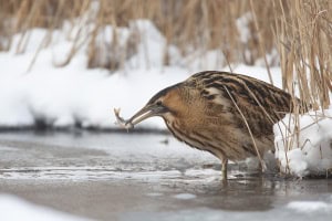 Bittern in Winter Catching a Perch