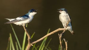 White-winged Swallows