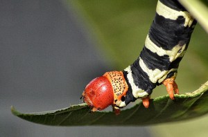 This Tastes Good!
