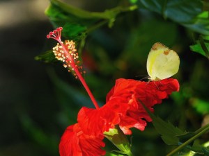 Hibiscus - Butterfly Attraction