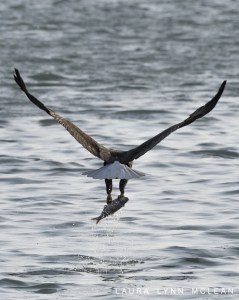 Evening Catch