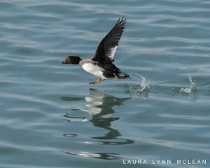 Goldeneye on the Move