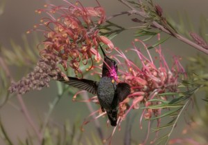 Hummingbird Magic in the Garden