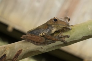 Boana Geographica