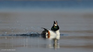 Common Goldeneye (Bucephala Clangula)