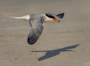 Flying Low