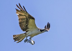 Bringing Home the Catch
