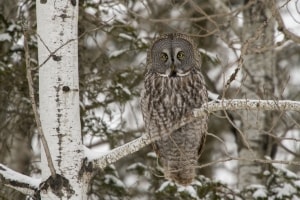 Great Grey Owl