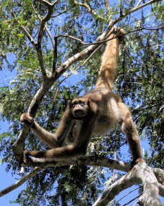 Looking at a Dim Future (N. Muriqui)