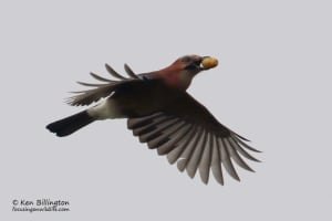Eurasian Jay Garrulus Glandarius