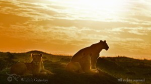 African Dream