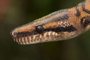 Rainbow Boa