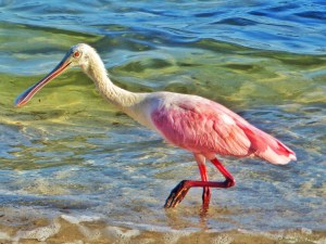 Roseate Spoonbill