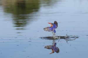 Malachite Kingfisher Catching It Prey