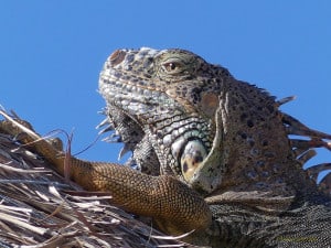 Yucatan Iguana - Contemplating  Life