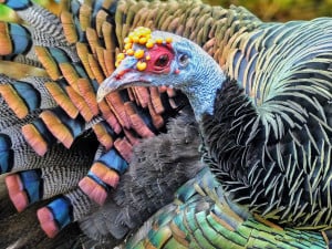 Ocellated Turkey - Showing the Colors