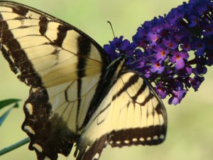 Papilio Canadensis 