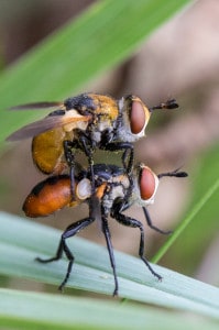 Mating Tachina Fly Gymnosoma Nudifrons