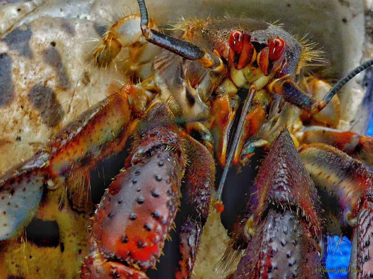 Land Hermit-crab (Coenobita)
