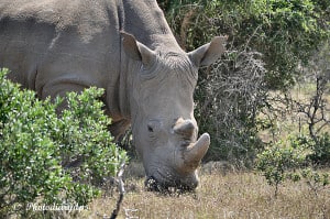 White Rhino