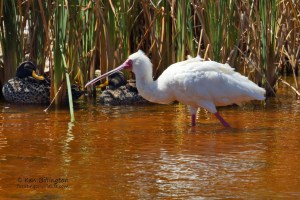 African Spoonbill (Platalea Alba)