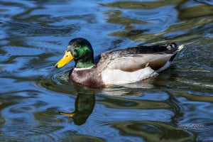Mallard