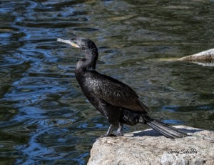 Neotropic Cormorant