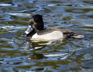Ring-necked Duck