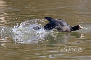 Jet-propelled Coot