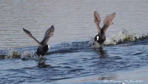 Whata Race - 