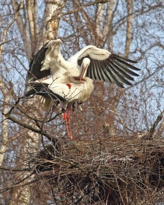 Love is in the Air - White Storks Mating
