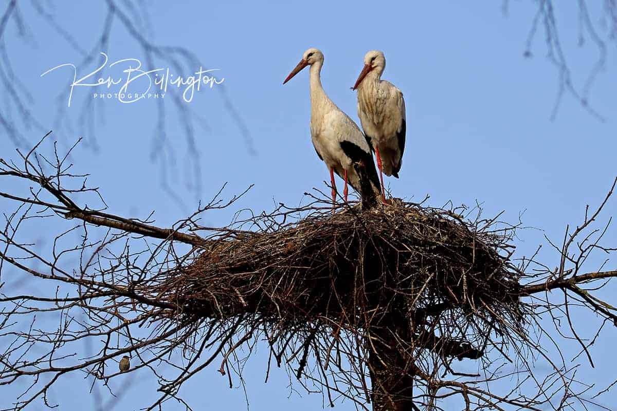 White Storks Nesting