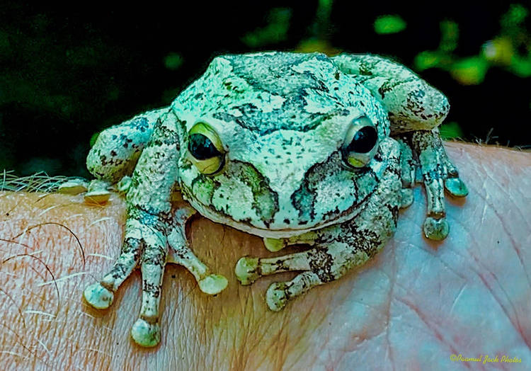 What a Smile! – Mexican Tree Frog “smilisca”