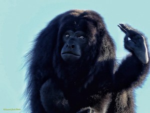 Are You Crazy? – Howler Monkey