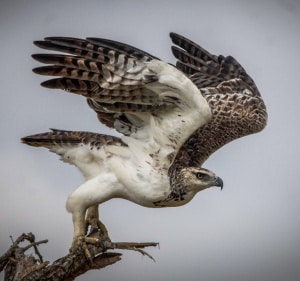 Martial Eagle in Flight