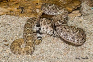 Juvenile Western Diamond-backed Rattlesnake