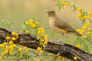 Clay-colored Thrush