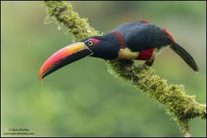 Fiery-billed Aracari (Pteroglossus Frantzii)
